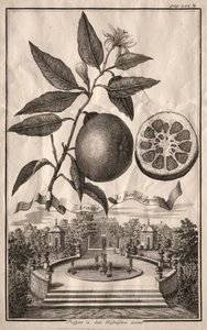 Nurnbergische Hesperides：Aranzo de fior double、1714。 作： Joseph de Montalegre