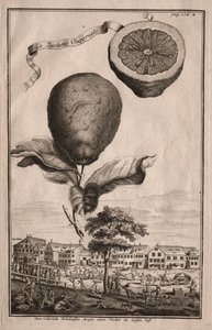 Nurnbergische Hesperides：La Luchetta Imoperiale、1714。 作： Joseph de Montalegre