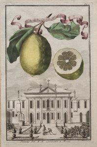 Nurnbergische Hesperides：No125-Limon Ponzino da Neapoli。フィエッソ、c170のNHコルナロの宮殿 作： Joseph de Montalegre