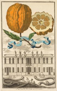 Nurnbergische Hesperides: No185 - 甘い縞模様のオレンジ。 ノヴェンタの N. H. フォンテ宮殿、1708 年頃。 作： Joseph de Montalegre