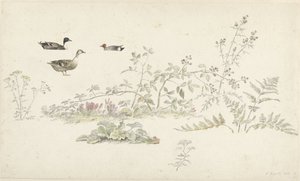 植物と水鳥の学習シート 作： Josephus Augustus Knip