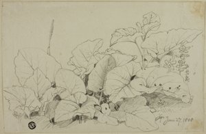 葉と花の塊