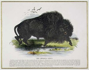 アメリカバイソン（教育用イラスト）（キリスト教知識普及協会発行 作： Josiah Wood Whymper