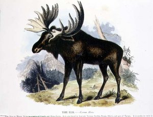 ヘラジカ（Cervus alces）の教育用イラストレーション（キリスト教知識普及協会発行 作： Josiah Wood Whymper