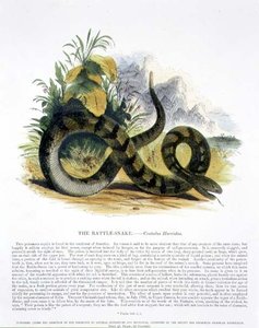 ガラガラヘビ（Crotalus horridus）の教育用イラストレーション（キリスト教知識普及協会発行 作： Josiah Wood Whymper