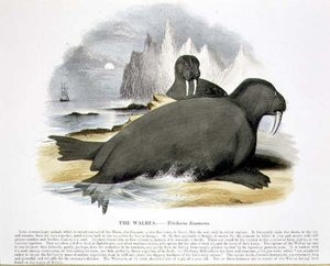 セイウチ（Trichecus rosmarus）の教育用イラストは、キリスト教知識促進協会から出版されています。 作： Josiah Wood Whymper