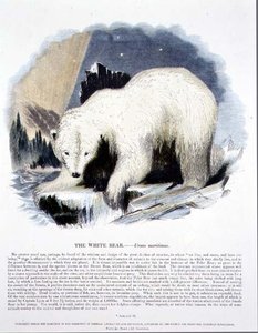 白熊（Ursus maritimus）の教育用イラストレーション（キリスト教知識普及協会発行