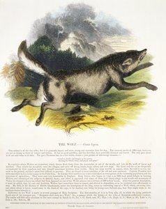 オオカミ（Canis lupus）教育イラストパブ。キリスト教の知識を促進するための協会、1843年（アクアチント） 作： Josiah Wood Whymper