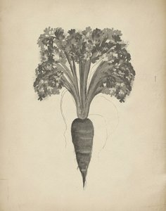 ニンジンの植物画 作： Josie George