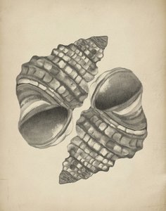精巧な螺旋殻 作： Josie George