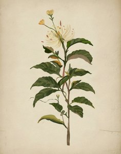 優雅な植物の花 作： Josie George