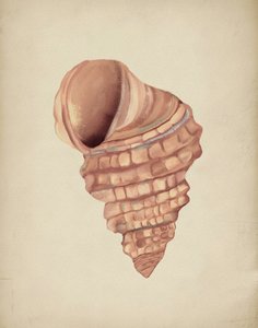 らせん状の貝殻の研究 作： Josie George