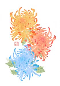 鮮やかなアジアのキク