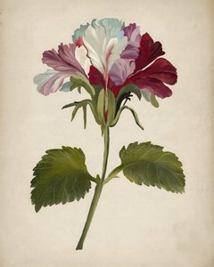 鮮やかなゼラニウムの花 作： Josie George