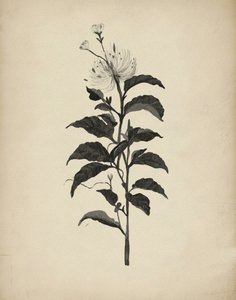 ヴィンテージの植物画 作： Josie George