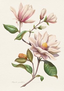 ほのかに赤らんだマグノリアの花