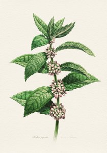 開花ミント（植物学名） 作： 