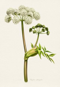 ホワイトアンジェリカの植物画 作： 