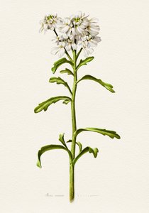 ホワイト・キャンディタフト（植物） 作： 
