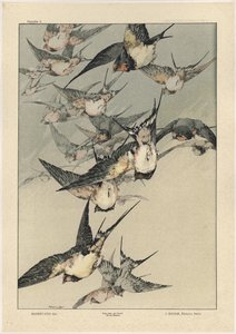 鳥、「ファンタジーの装飾品」のプレート5、ジローの彫刻、ジュールルーアムの出版、パリ、リブレリードラル、1887年（カラー彫刻）
