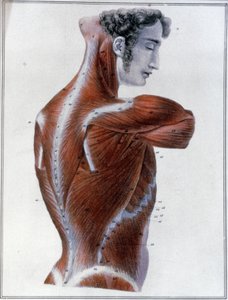 背中の筋肉 作： Jules Germain Cloquet