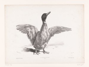 翼を広げたアヒルの研究 動物研究（シリーズタイトル） Petites études d