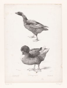 ガチョウとアヒルの研究 動物研究（シリーズタイトル） Petites études d