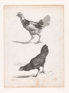 2 羽のニワトリの研究 動物研究（シリーズタイトル） Petites études d