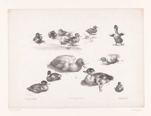 アヒルとアヒルの子の研究 動物研究（シリーズタイトル） Petites études d