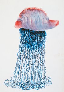 メデューサ (Physalis pelagic)、ブラジル、ジュールズ・ルイ・ルジューン (1804-1851) 作、「デュペリーの世界一周航海」より、ルイ・イシドール・デュペリー (1786-1865)、フランス 作： Jules Louis Lejeun