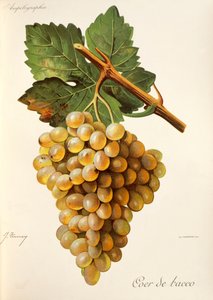 Traite General de Viticulture の Coeur de Bacco ブドウ。 アンペログラフィー