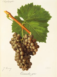 J. TroncyによるGrenache Grisのブドウ 作： Jules Troncy