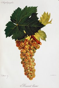 Moscato 白ブドウ (Muscat blanc) by Jules Troncy from Ampelographie, Traite general de viticulture (Ampelography, General Treaty of viticulture), vol III, by Pierre Viala (1859-1936) and Victor Vermorel (1848-1927), Paris
