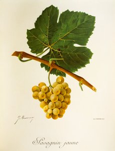 J. TroncyによるSavagnin Jauneブドウ 作： Jules Troncy