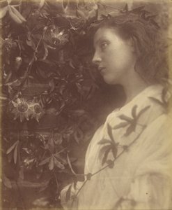 門のパッションフラワーから見事な涙が落ちたモード 作： Julia Margaret Cameron