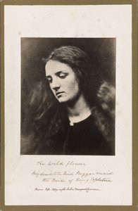 ザ・ワイルドフラワー 作： Julia Margaret Cameron