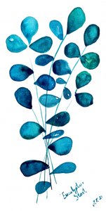 青いユーカリの葉
