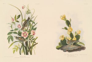 海辺のフィンチ; および Grafs Finch または Bay-Winged ホオジロ 作： Julius Bien after John James Audubon