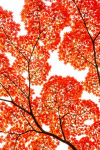 燃えるような秋の紅葉 作： 
