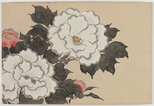 百世草（ももよぐさ）：牡丹（深見草） 作： Kamisaka Sekka