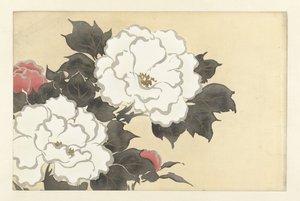 牡丹、1909年（木版画） 作： Kamisaka Sekka