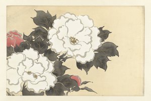 牡丹 深見草 百花繚乱（連載タイトル） 桃世草 vol. 1（シリーズタイトル） 作： Kamisaka Sekka