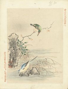 水の近くの鳥を見ているカワセミ 狩野常信 花鳥画（シリーズ名） 狩野常信課長画譜 作： Kano Tsunenobu