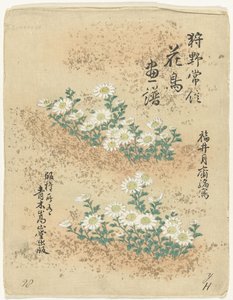 索引 狩野常信 花鳥画（シリーズ名） 狩野常信課長画譜 作： Kano Tsunenobu