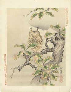 枝にフクロウ 狩野常信 花鳥画（シリーズ名） 狩野常信課長画譜 作： Kano Tsunenobu
