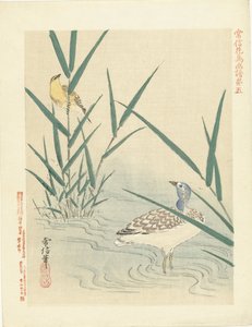 黄色い鳴き鳥を見つめる水鳥 狩野常信 花鳥画（シリーズ名） 狩野常信課長画譜 作： Kano Tsunenobu