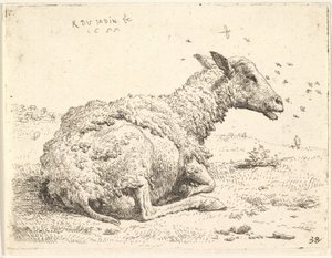 1655年、頭の周りを昆虫が舞う草に横になっている部分的に刈った羊。