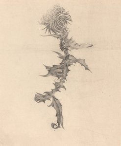 アザミ 作： Karel Vitezslav Masek