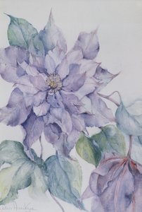 クレマチス、ネヴィル卿 作： Karen Armitage