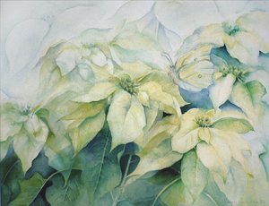 白いポインセチア（水平） 作： Karen Armitage